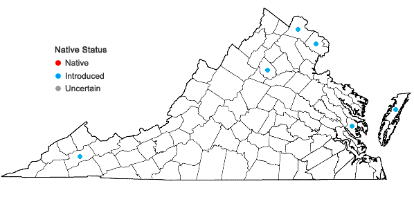 Locations ofLigustrum ovalifolium Hassk. in Virginia