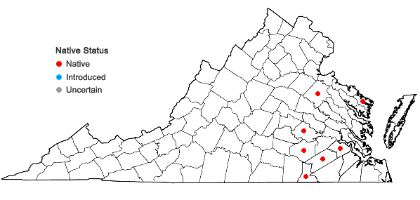 Locations ofLilium pyrophilum M.W. Skinner & Sorrie in Virginia