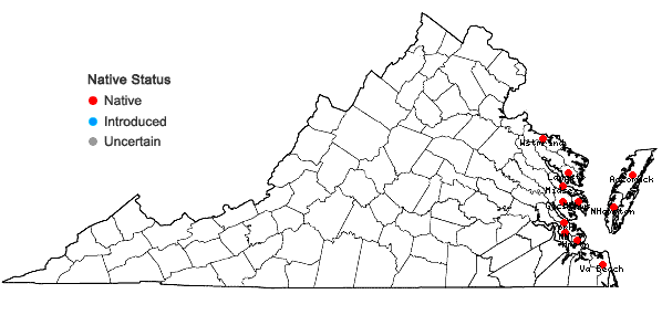 Locations ofLimonium carolinianum (Walter) Britton in Virginia