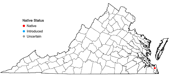 Locations ofLimosella australis R. Br. in Virginia