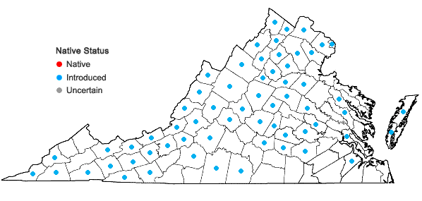Locations ofLinaria vulgaris P. Mill. in Virginia