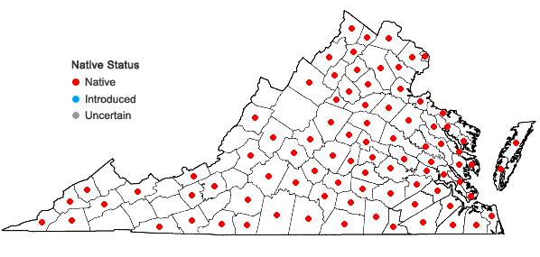 Locations ofLindernia dubia (L.) Pennell var. dubia in Virginia