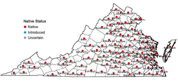 Locations ofLindernia dubia (L.) Pennell var. dubia in Virginia