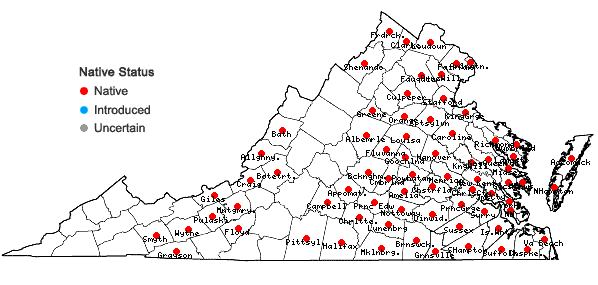 Locations ofLinum medium (Planch.) Britton var. texanum (Planch.) Fern. in Virginia