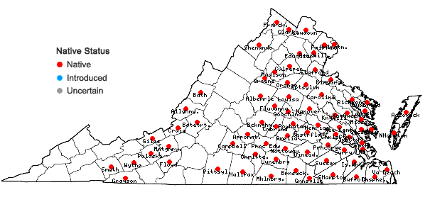 Locations ofLinum medium (Planch.) Britton var. texanum (Planch.) Fern. in Virginia