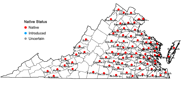 Locations ofLinum medium (Planch.) Britton var. texanum (Planch.) Fern. in Virginia