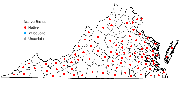Locations ofLinum striatum Walt. in Virginia