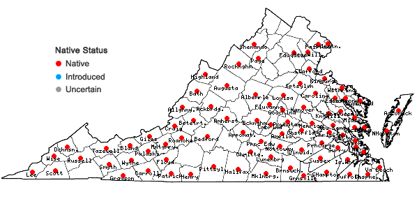 Locations ofLinum striatum Walt. in Virginia