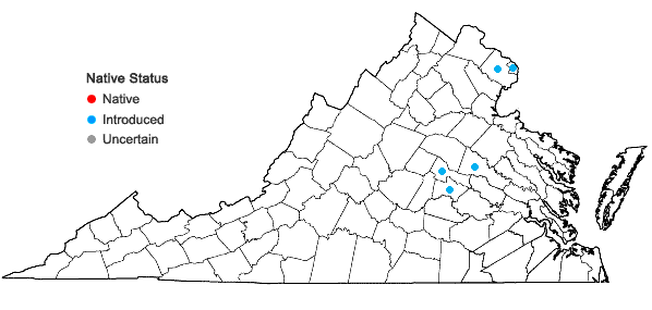 Locations ofLiriope spicata Lour. in Virginia