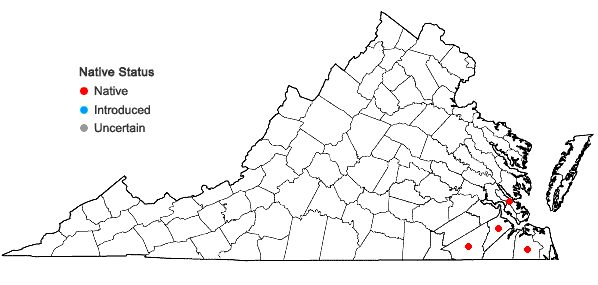 Locations ofLitsea aestivalis (L.) Fern. in Virginia