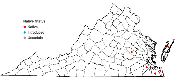 Locations ofLobelia elongata Small in Virginia
