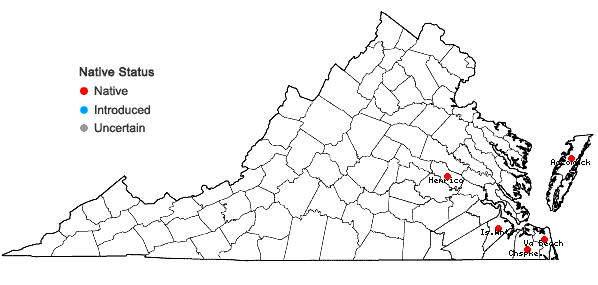 Locations ofLobelia elongata Small in Virginia