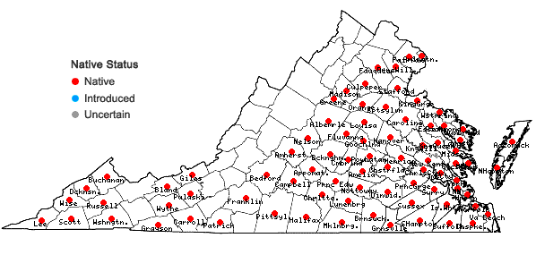 Locations ofLobelia puberula Michaux in Virginia