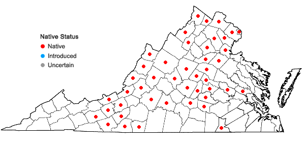 Locations ofLobelia spicata Lam. var. scaposa McVaugh in Virginia