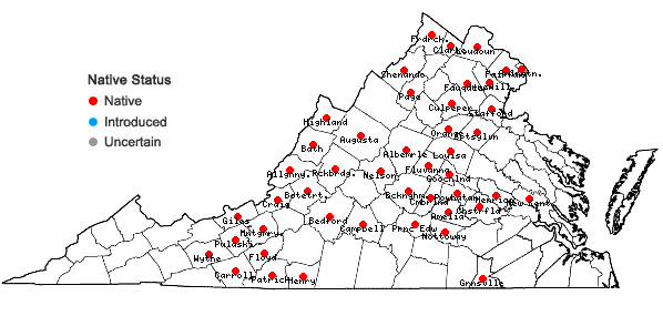 Locations ofLobelia spicata Lam. var. scaposa McVaugh in Virginia