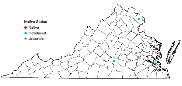 Locations ofLobularia maritima (Linnaeus) Desvaux in Virginia