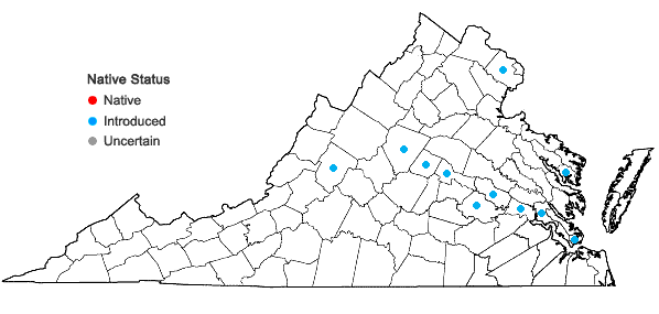 Locations ofLonicera fragrantissima Lindl. & Paxton in Virginia