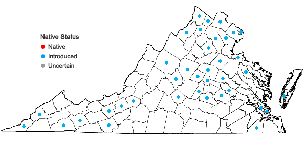 Locations ofLonicera maackii (Rupr.) Maximowicz var. maackii in Virginia