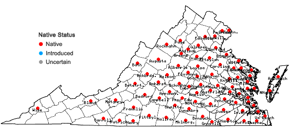 Locations ofLorinseria areolata (L.) Presl in Virginia