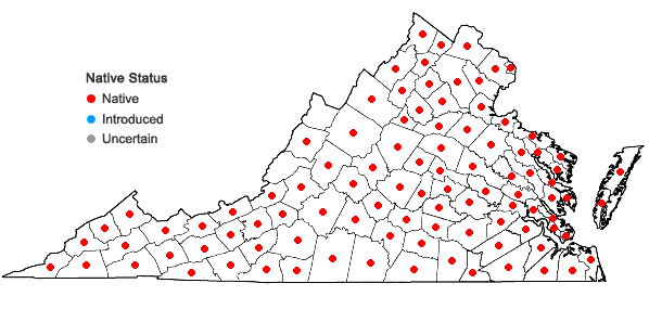 Locations ofLudwigia alternifolia L. in Virginia