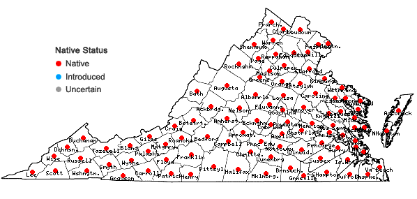 Locations ofLudwigia alternifolia L. in Virginia