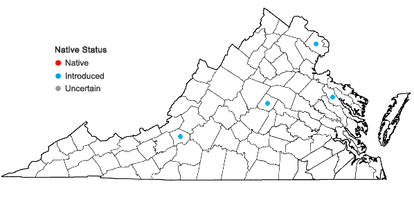 Locations ofLysimachia clethroides Duby in Virginia