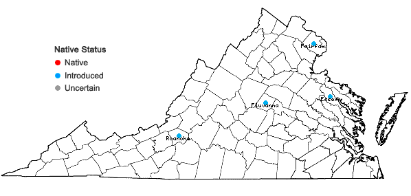 Locations ofLysimachia clethroides Duby in Virginia