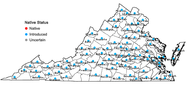 Locations ofLysimachia nummularia L. in Virginia