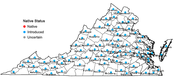 Locations ofLysimachia nummularia L. in Virginia