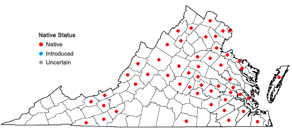 Locations ofLysimachia terrestris (L.) B.S.P. in Virginia