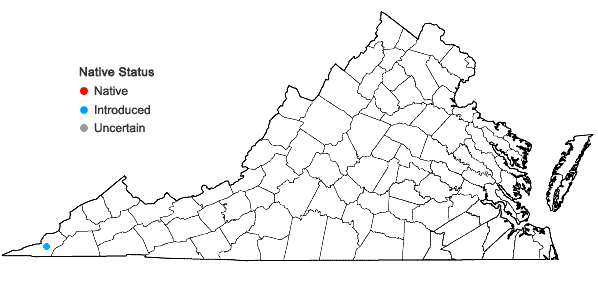 Locations ofMacrothelypteris torresiana (Gaud.) Ching in Virginia