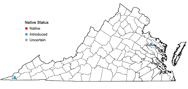 Locations ofMacrothelypteris torresiana (Gaud.) Ching in Virginia