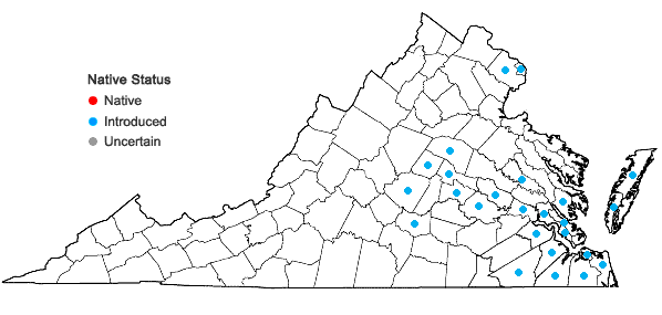 Locations ofMagnolia grandiflora L. in Virginia