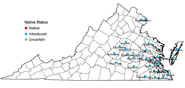 Locations ofMagnolia grandiflora L. in Virginia