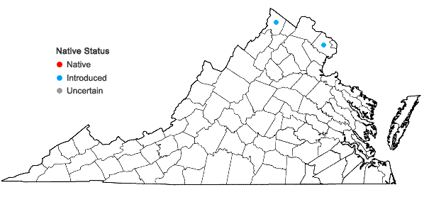 Locations ofMalus baccata (L.) Borkh. in Virginia