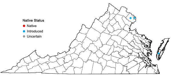 Locations ofMatricaria chamomilla L. in Virginia