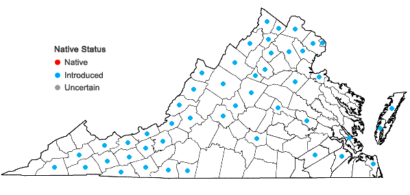 Locations ofMatricaria discoidea DC. in Virginia