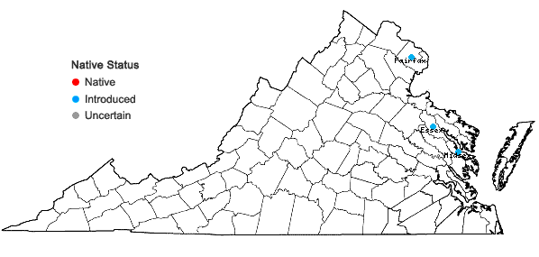 Locations ofMazus miquelii Makino in Virginia