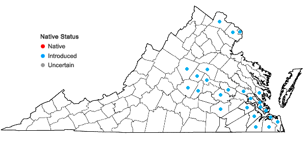 Locations ofMazus pumilus (Burm. f.) Steenis in Virginia