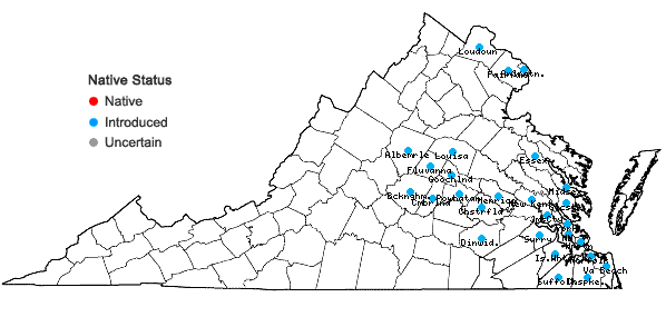 Locations ofMazus pumilus (Burm. f.) Steenis in Virginia