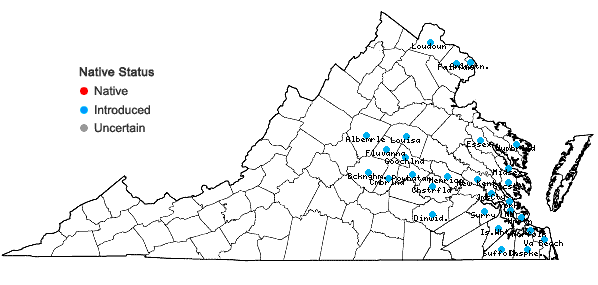 Locations ofMazus pumilus (Burm. f.) Steenis in Virginia