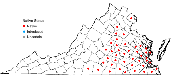 Locations ofMecardonia acuminata (Walter) Small var. acuminata in Virginia