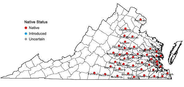 Locations ofMecardonia acuminata (Walter) Small var. acuminata in Virginia