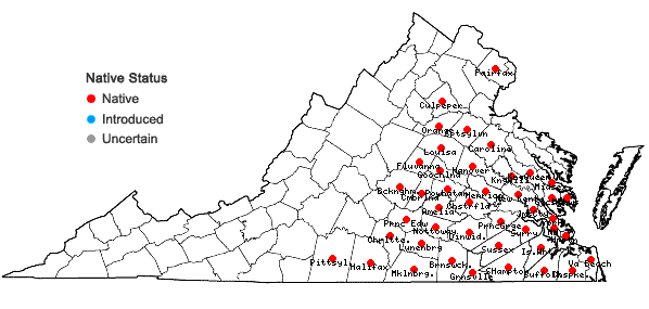 Locations ofMecardonia acuminata (Walter) Small var. acuminata in Virginia