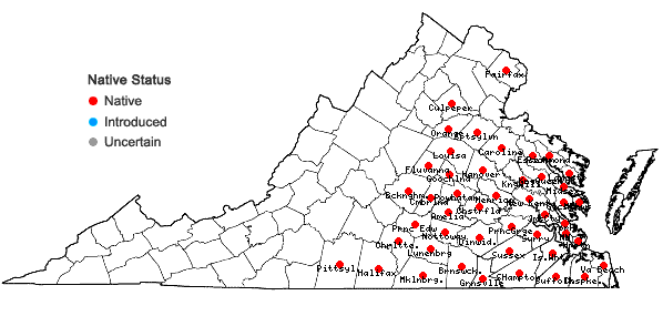Locations ofMecardonia acuminata (Walter) Small var. acuminata in Virginia