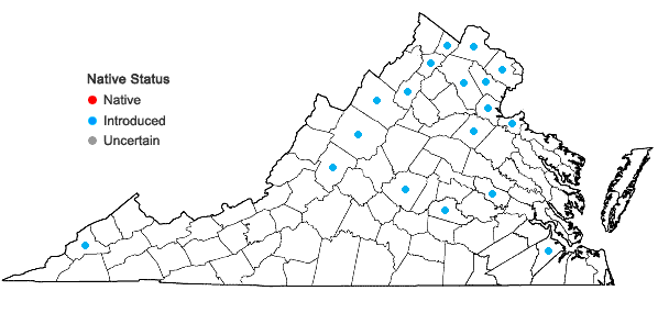 Locations ofMentha ×gracilis Sole in Virginia