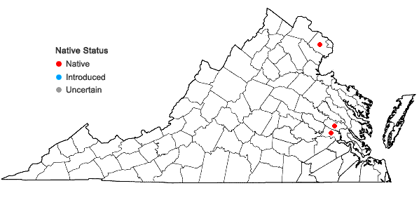 Locations ofMicranthemum micranthemoides (Nutt.) Wettst. in Virginia