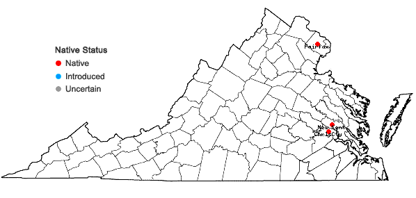 Locations ofMicranthemum micranthemoides (Nutt.) Wettst. in Virginia