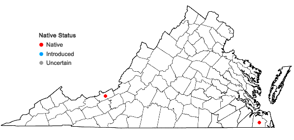 Locations ofMicrolejeunea bullata (Taylor) Steph. in Virginia