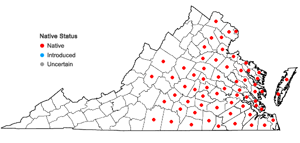 Locations ofMikania scandens (L.) Willd. in Virginia